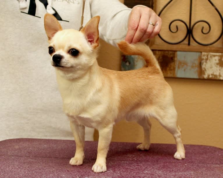 Riot, a Chihuahua tested with EmbarkVet.com