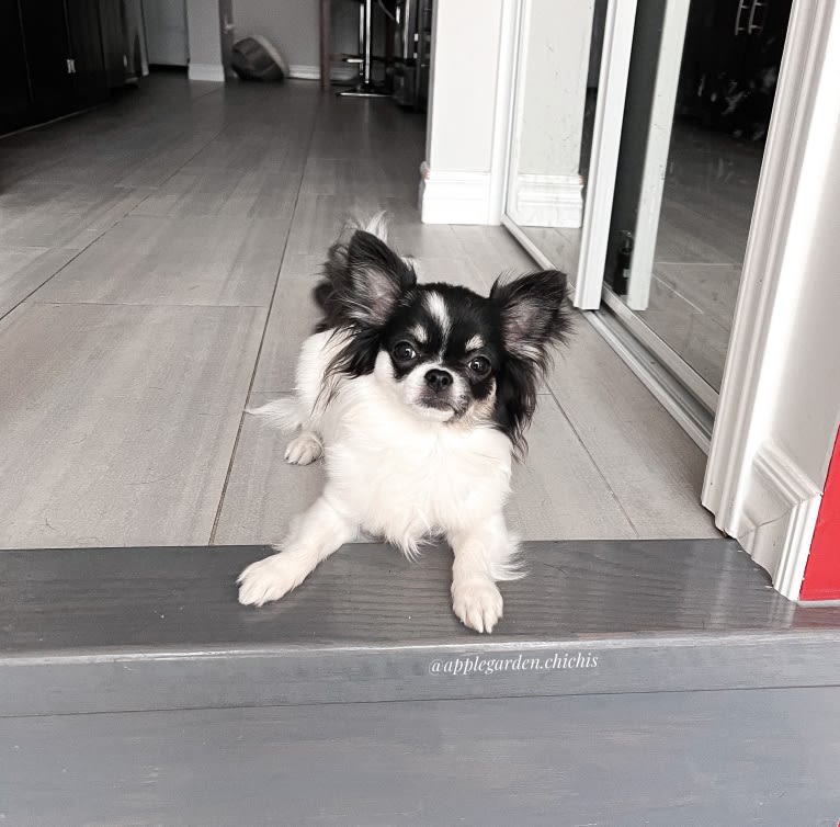 Mona, a Chihuahua tested with EmbarkVet.com