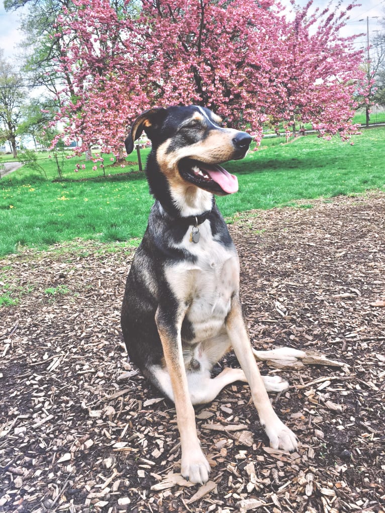 Coava, a German Shorthaired Pointer and Siberian Husky mix tested with EmbarkVet.com