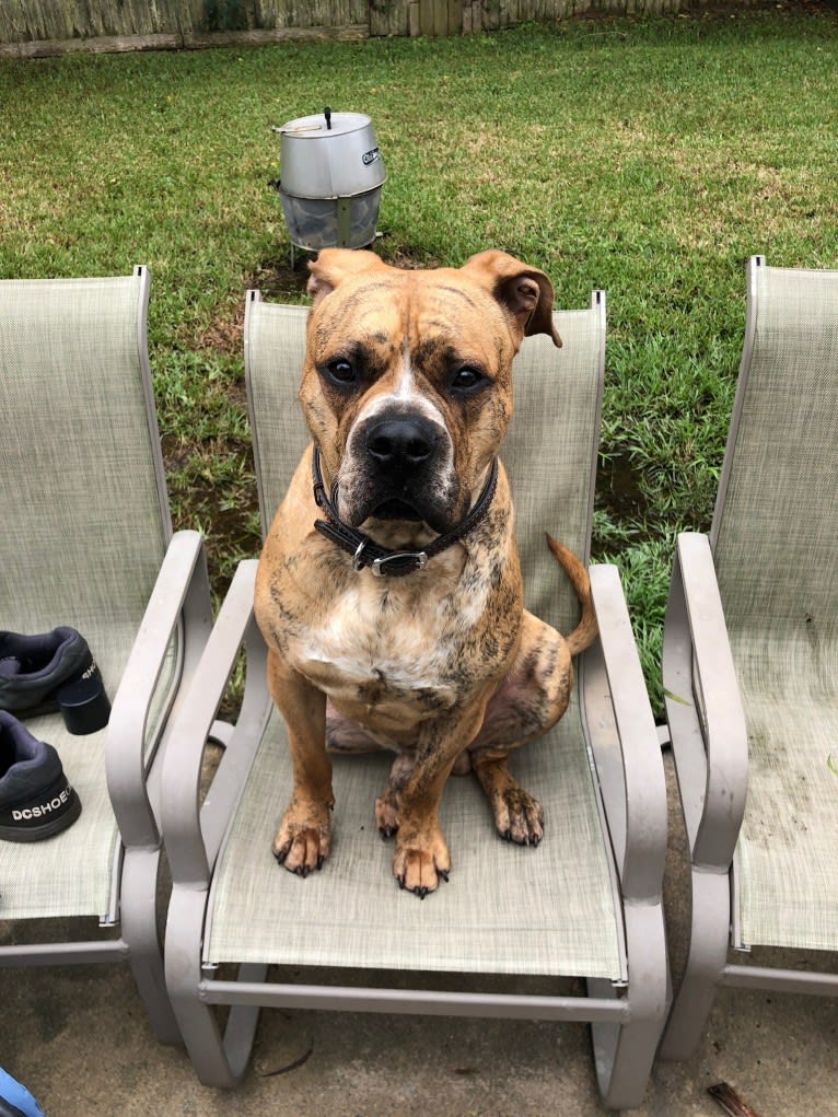 Mikey, an American Bulldog tested with EmbarkVet.com