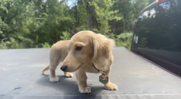 Daisy, a Dachshund tested with EmbarkVet.com
