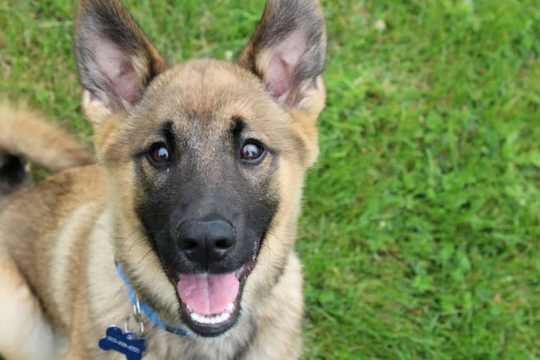 Percy, a Norwegian Elkhound and Australian Cattle Dog mix tested with EmbarkVet.com