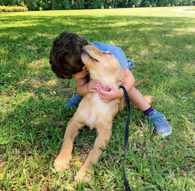 Emmie, a Golden Retriever tested with EmbarkVet.com