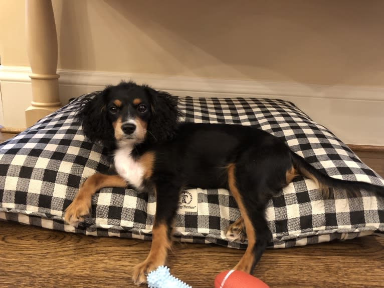 Prince, a Cavalier King Charles Spaniel and Poodle (Small) mix tested with EmbarkVet.com