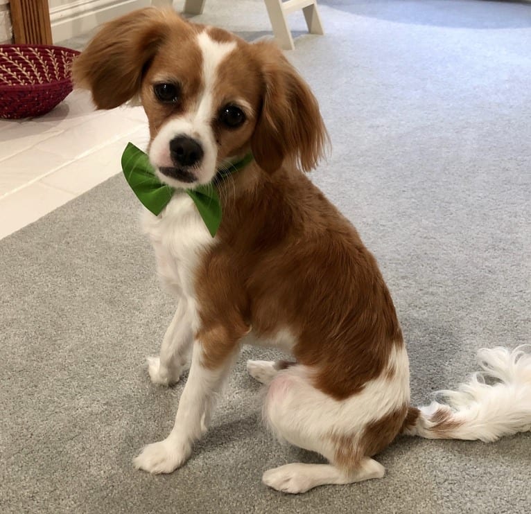 Otis, a Cavapoo tested with EmbarkVet.com