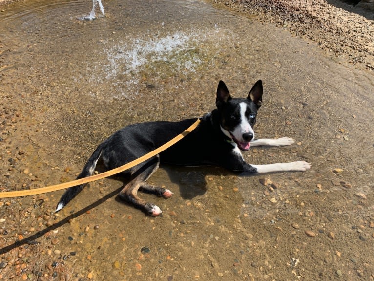 Charley, a Siberian Husky and American Pit Bull Terrier mix tested with EmbarkVet.com