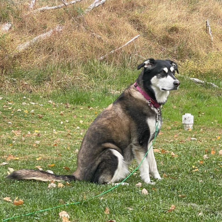 Photo of Keira, an Alaskan Malamute, Siberian Husky, Labrador Retriever, and Golden Retriever mix in Maryland, USA