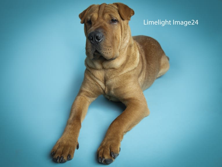 Biggie Small, a Chinese Shar-Pei tested with EmbarkVet.com