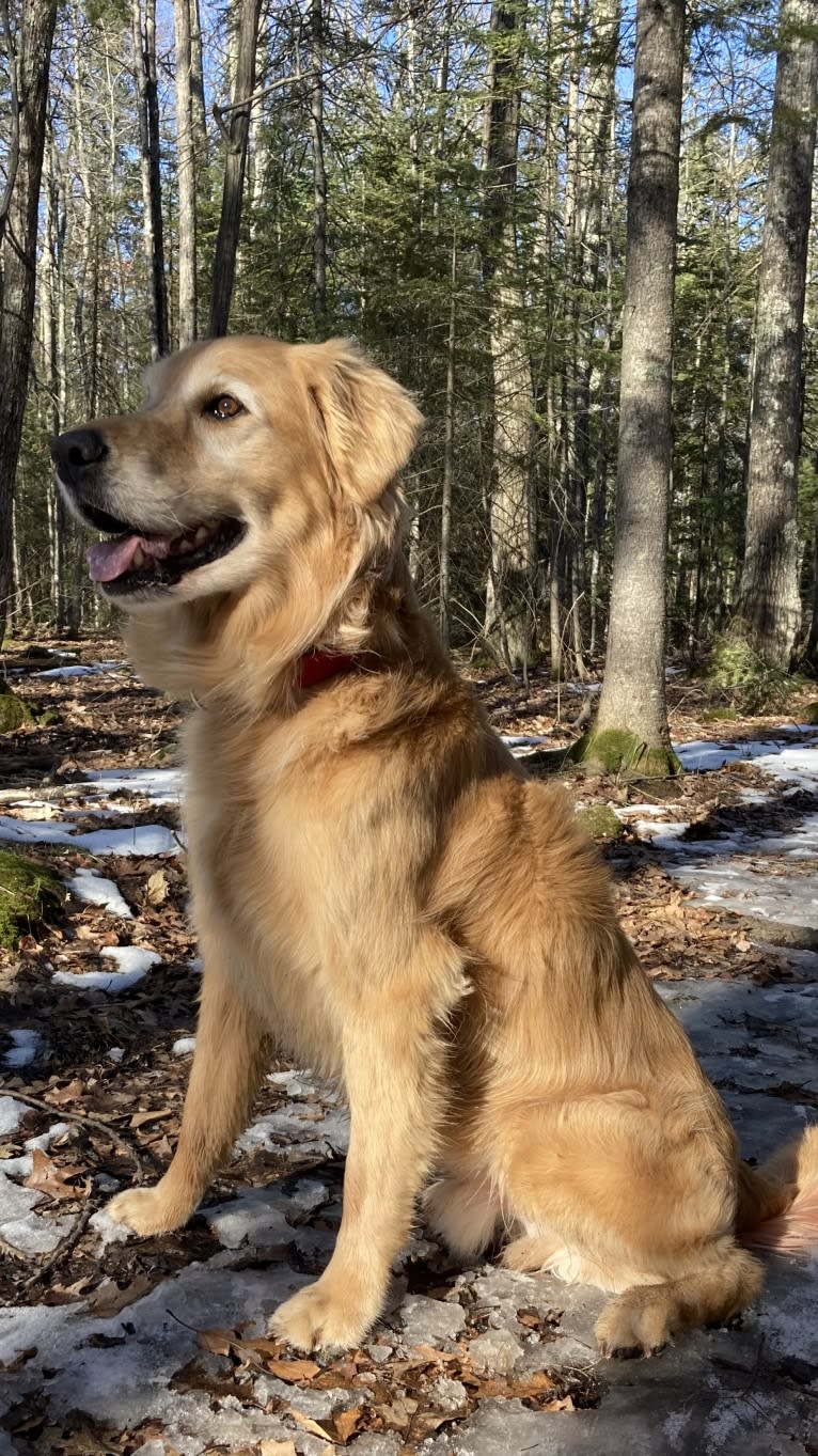 Timber “Gross Manor’s I’ll Be The One You Won’t Forget”, a Golden Retriever tested with EmbarkVet.com