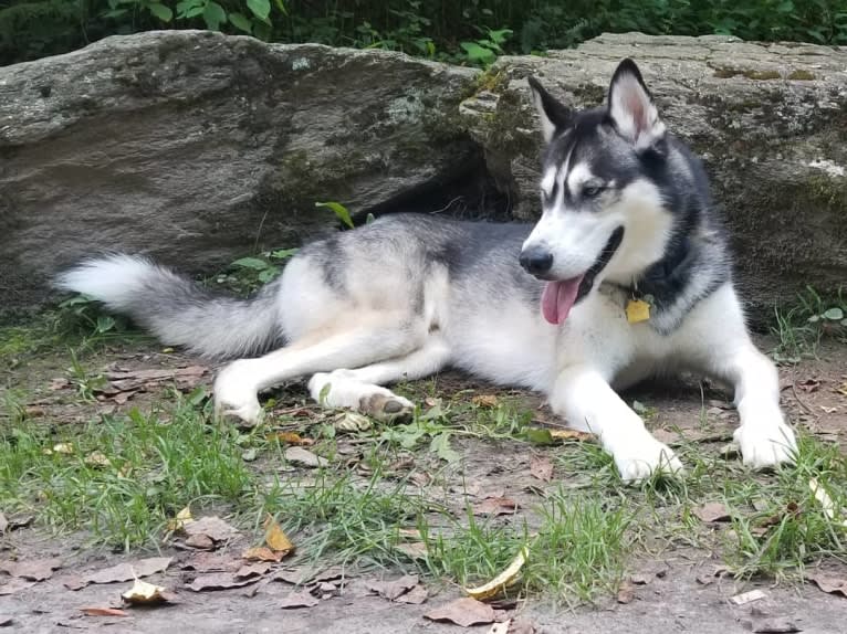 Teko, a Siberian Husky tested with EmbarkVet.com