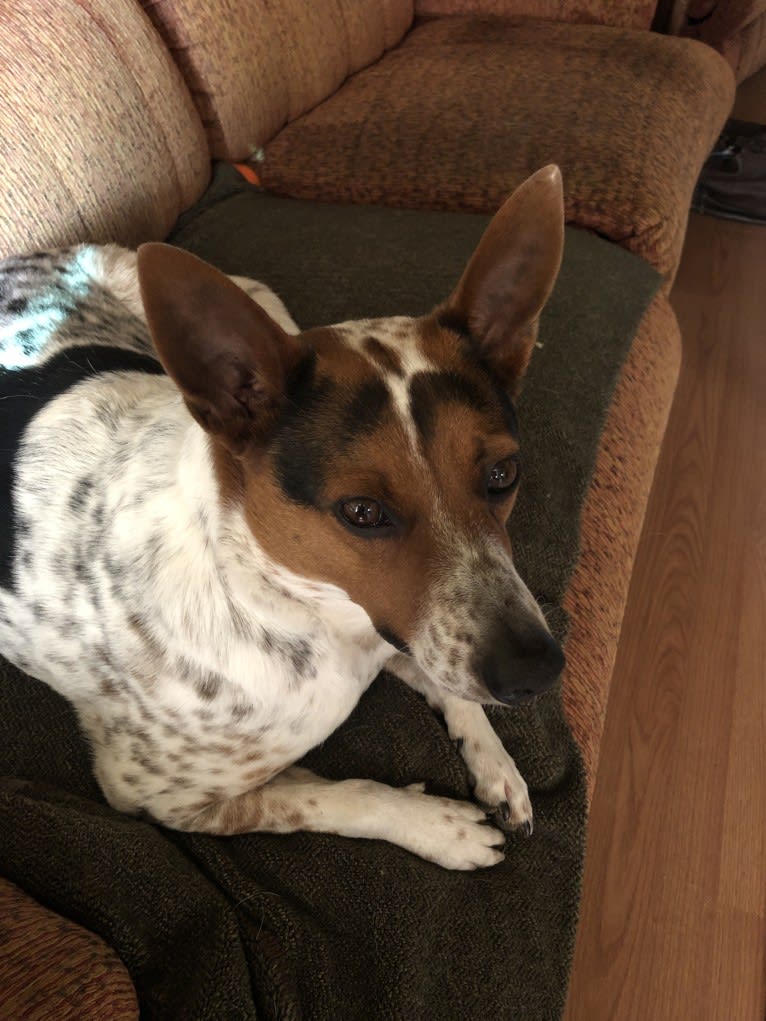 Sadie, an Australian Cattle Dog and Border Collie mix tested with EmbarkVet.com