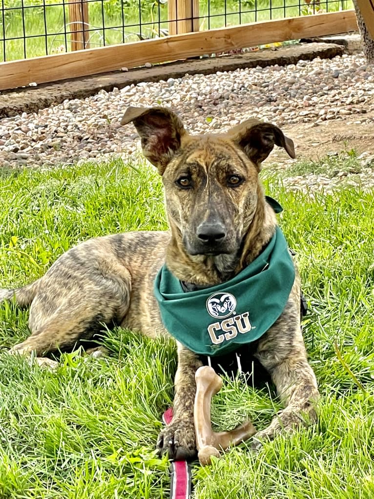 Rory, a German Shepherd Dog and American Pit Bull Terrier mix tested with EmbarkVet.com