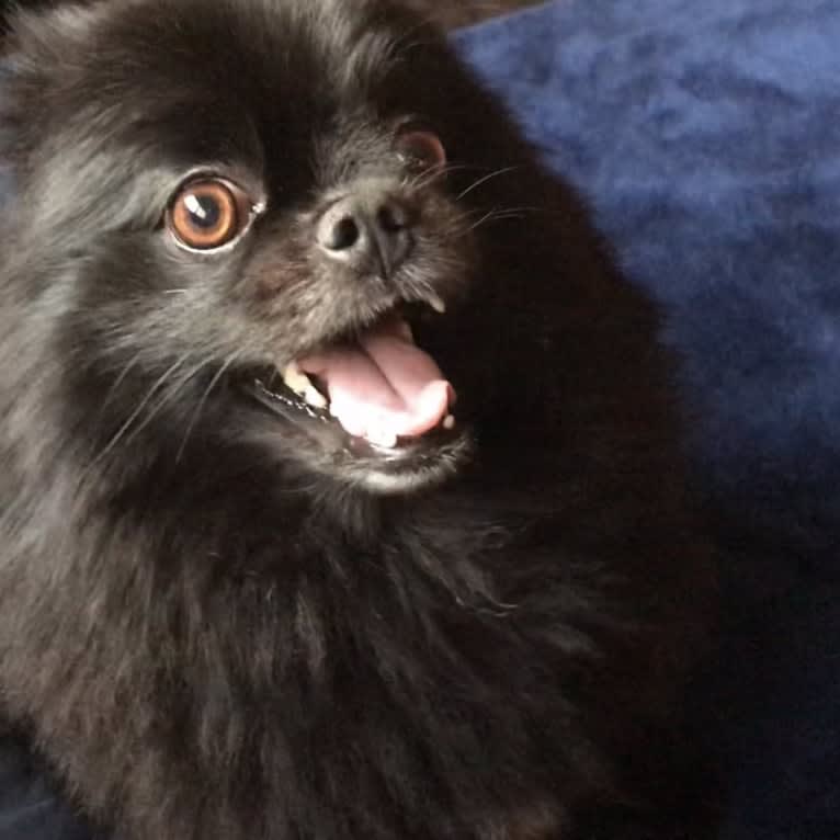 Marlin, a Pomeranian tested with EmbarkVet.com