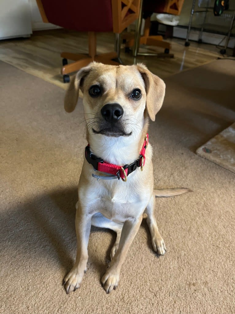 Gery, a Beagle and Poodle (Small) mix tested with EmbarkVet.com