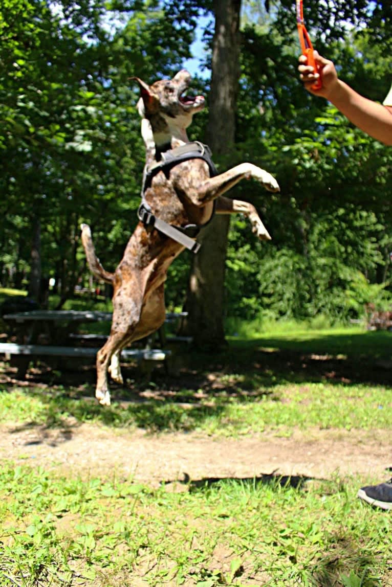 Hammer, a Boston Terrier and Australian Cattle Dog mix tested with EmbarkVet.com