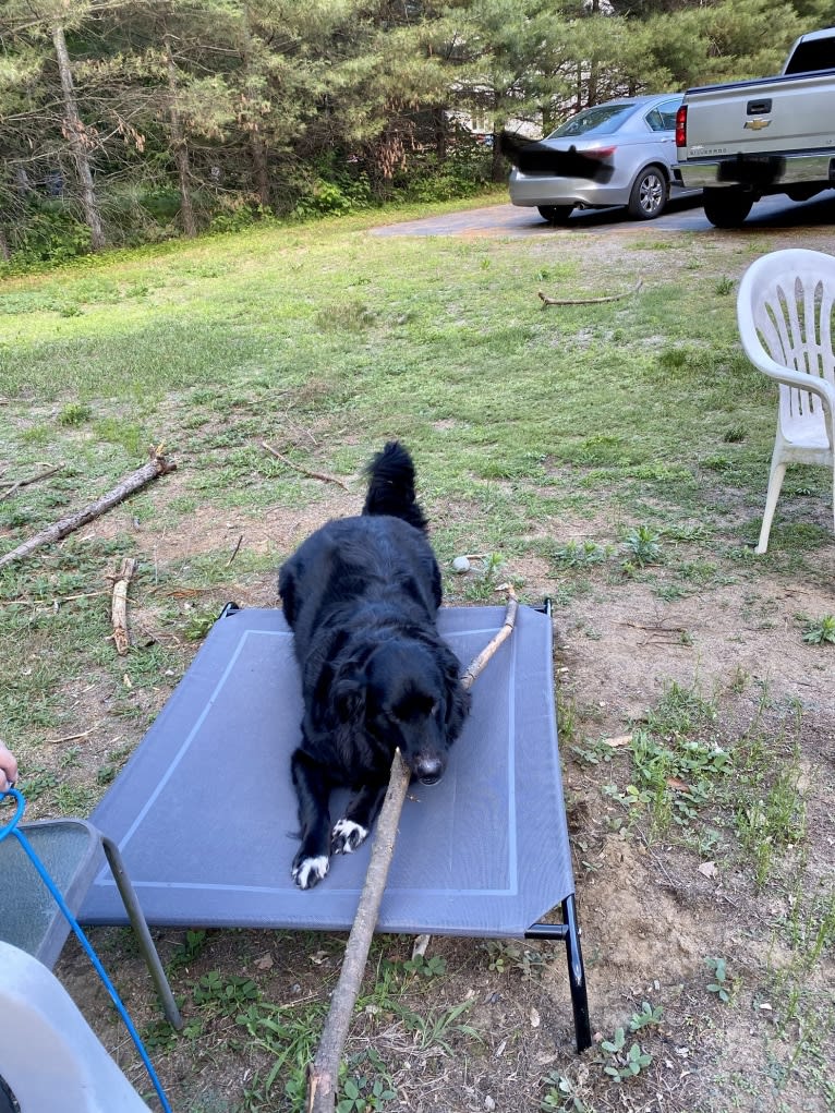 Care Bear Ross, a Labrador Retriever and Australian Cattle Dog mix tested with EmbarkVet.com