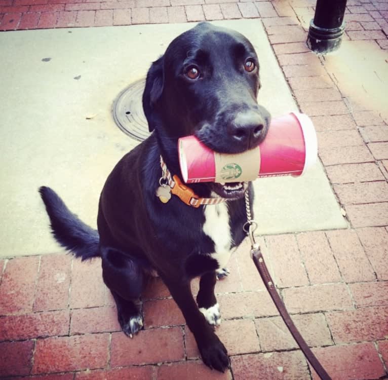 Peyton, a Labrador Retriever and Great Pyrenees mix tested with EmbarkVet.com