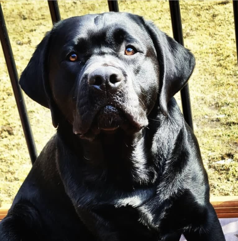 Kole, a Labrador Retriever tested with EmbarkVet.com