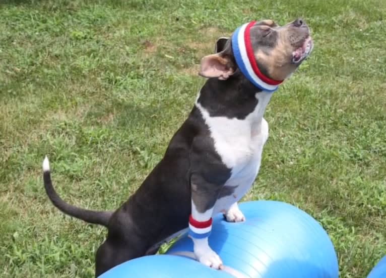 Letty von Wigglebottom, an American Bully and American Pit Bull Terrier mix tested with EmbarkVet.com