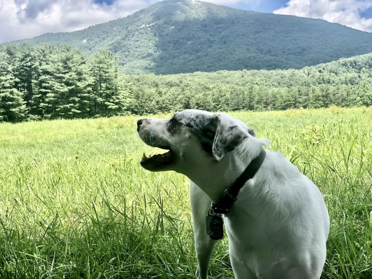 Picnic, an Australian Cattle Dog and Australian Shepherd mix tested with EmbarkVet.com