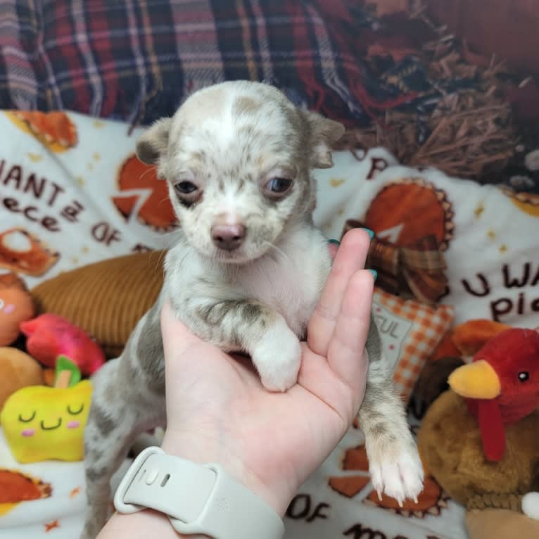 Taelor, a Chihuahua tested with EmbarkVet.com
