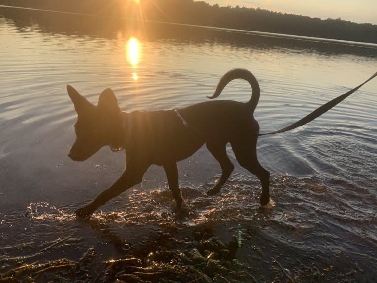 Westin, an Australian Cattle Dog and American Pit Bull Terrier mix tested with EmbarkVet.com