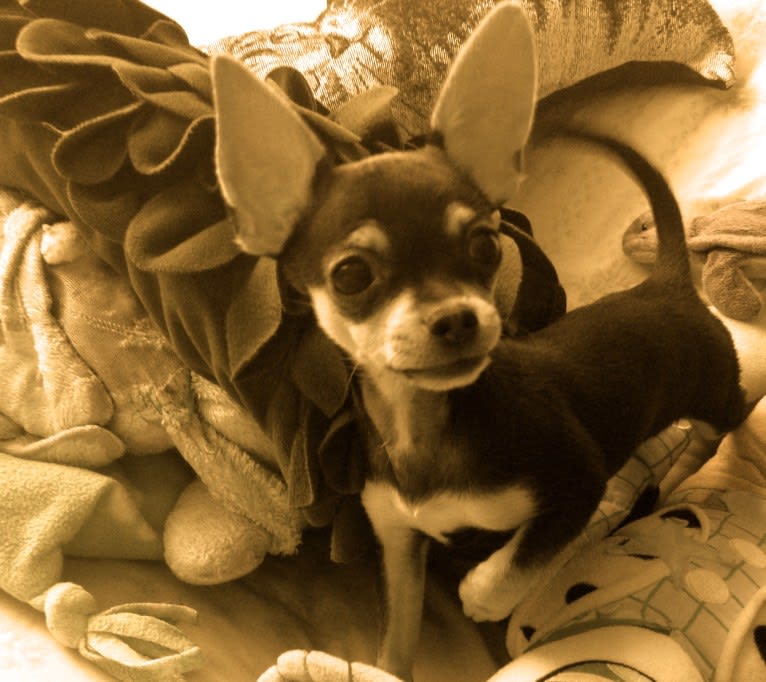 Coqui, a Chihuahua and Yorkshire Terrier mix tested with EmbarkVet.com