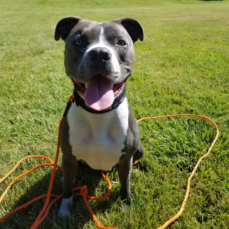 MaSiWei, an American Bully tested with EmbarkVet.com
