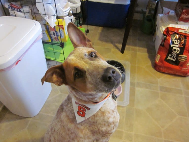 Leo, an Australian Cattle Dog and American Pit Bull Terrier mix tested with EmbarkVet.com