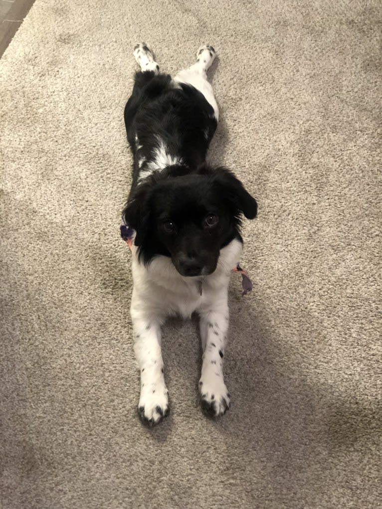 Violet Rose, a Cocker Spaniel and Poodle (Small) mix tested with EmbarkVet.com