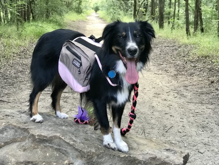 Gala, an Australian Shepherd tested with EmbarkVet.com