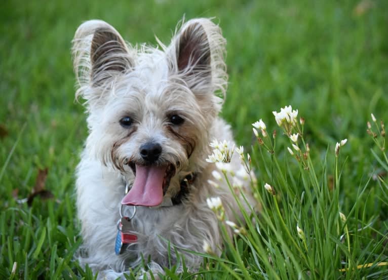 Whiskey, a Poodle (Small) and Siberian Husky mix tested with EmbarkVet.com