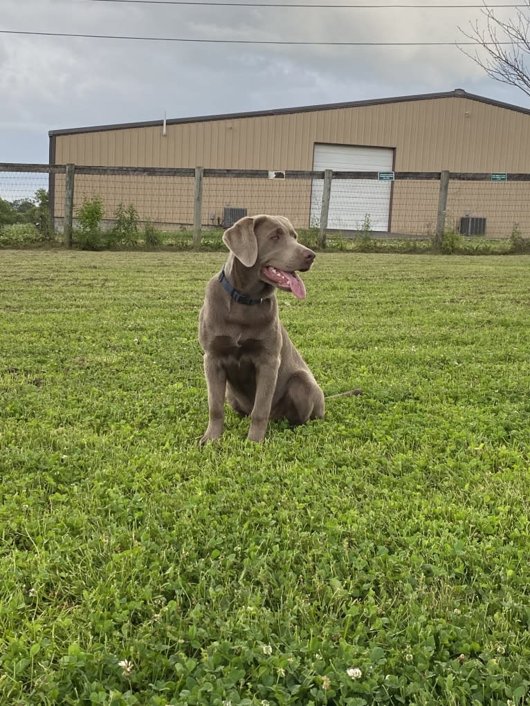 Uncanny Silver Havok, a Labrador Retriever tested with EmbarkVet.com