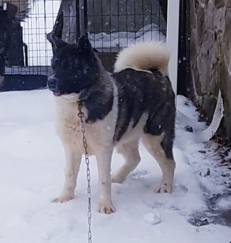 Demi, an Akita tested with EmbarkVet.com