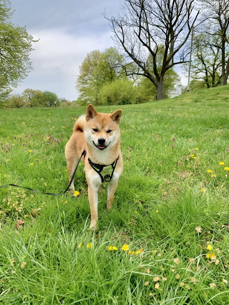 Maple, a Shiba Inu tested with EmbarkVet.com