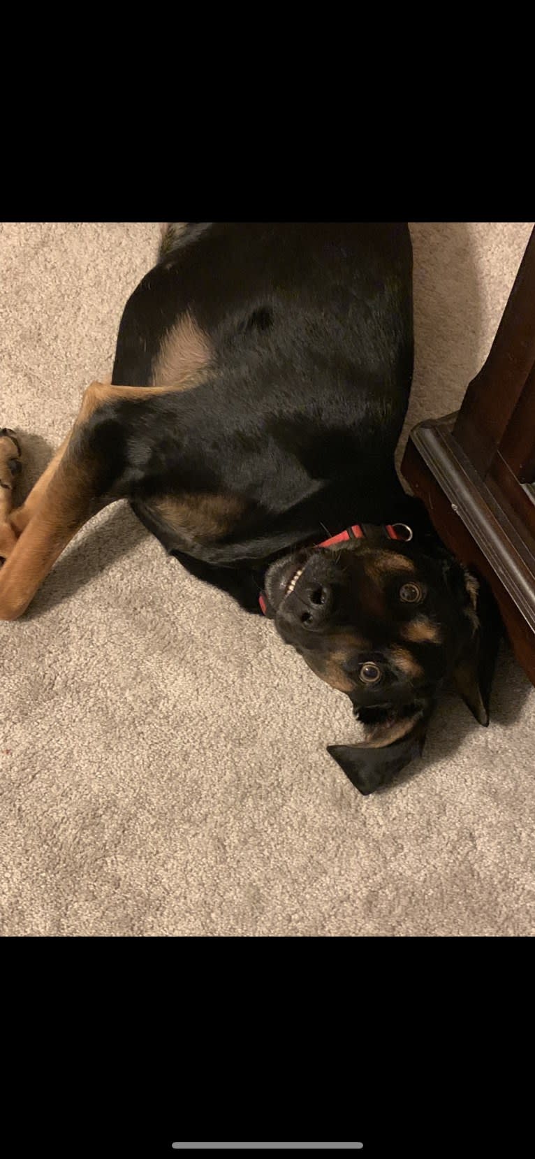 Dobby, a Catahoula Leopard Dog and Doberman Pinscher mix tested with EmbarkVet.com