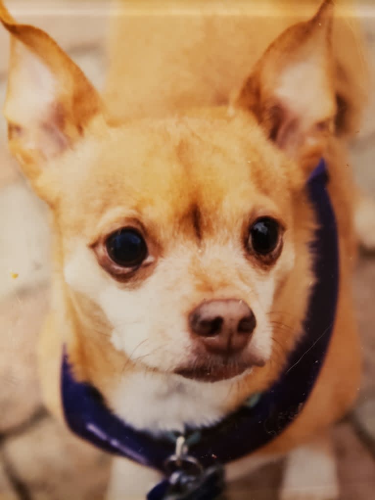 Frosty, a Chihuahua tested with EmbarkVet.com