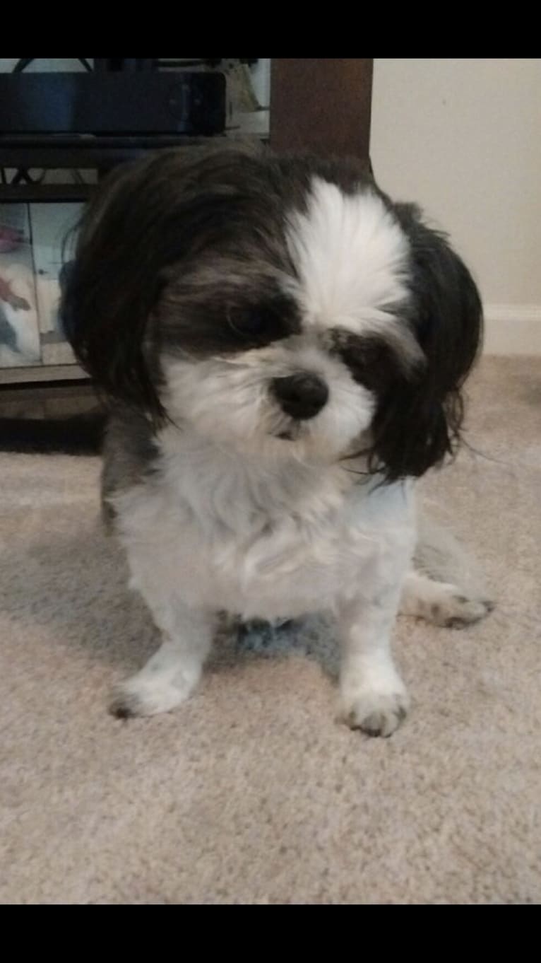 Harvey, a Shih Tzu tested with EmbarkVet.com