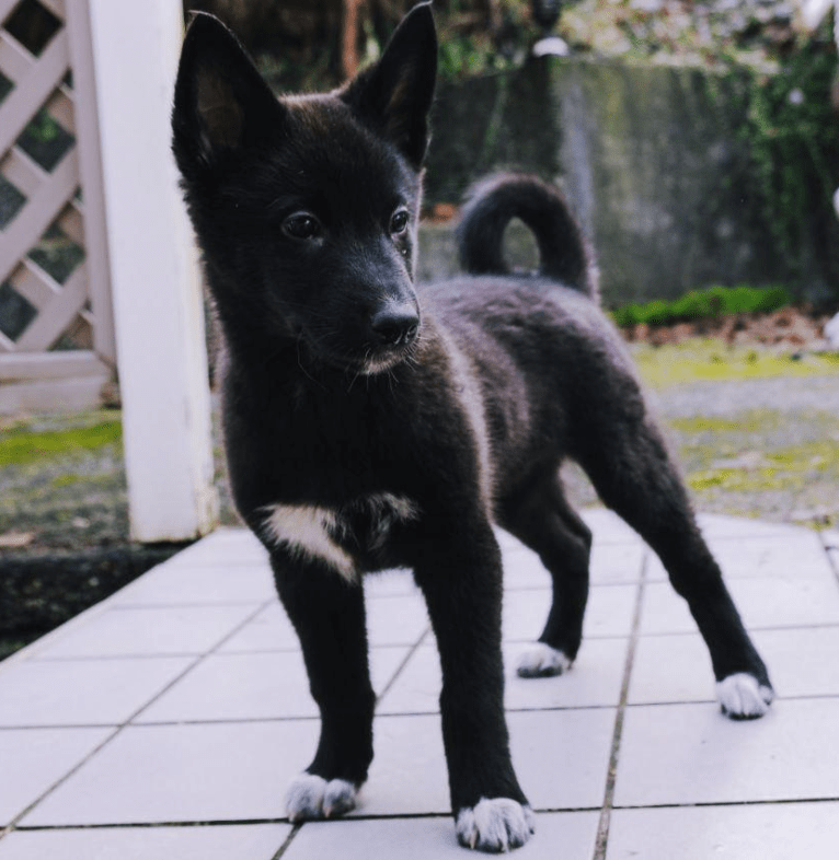 Sothis, a West Siberian Laika and Irish Wolfhound mix tested with EmbarkVet.com