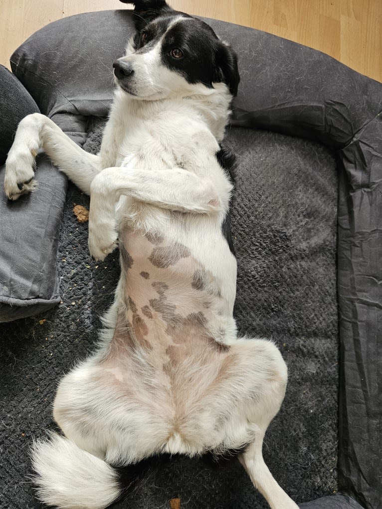 Kilida, an Eastern European Village Dog tested with EmbarkVet.com