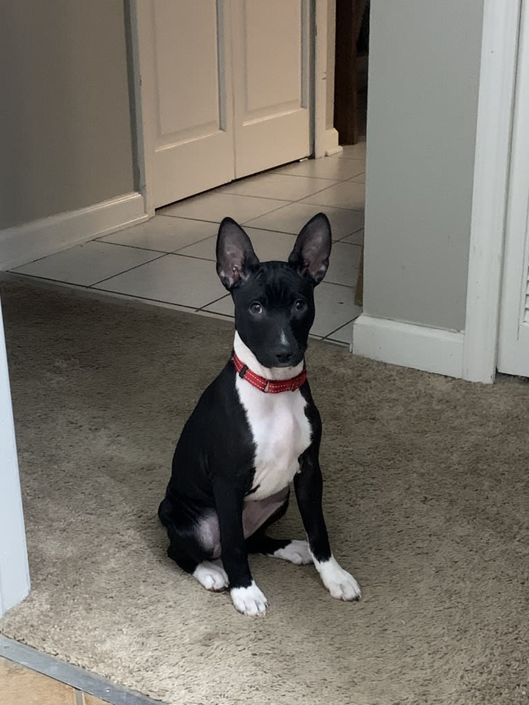 Nico, a Basenji tested with EmbarkVet.com