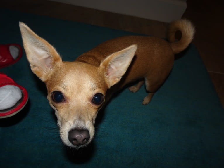 Ivy, a Chihuahua and Russell-type Terrier mix tested with EmbarkVet.com