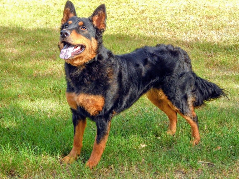 Astharoshe, an Australian Cattle Dog and Chow Chow mix tested with EmbarkVet.com
