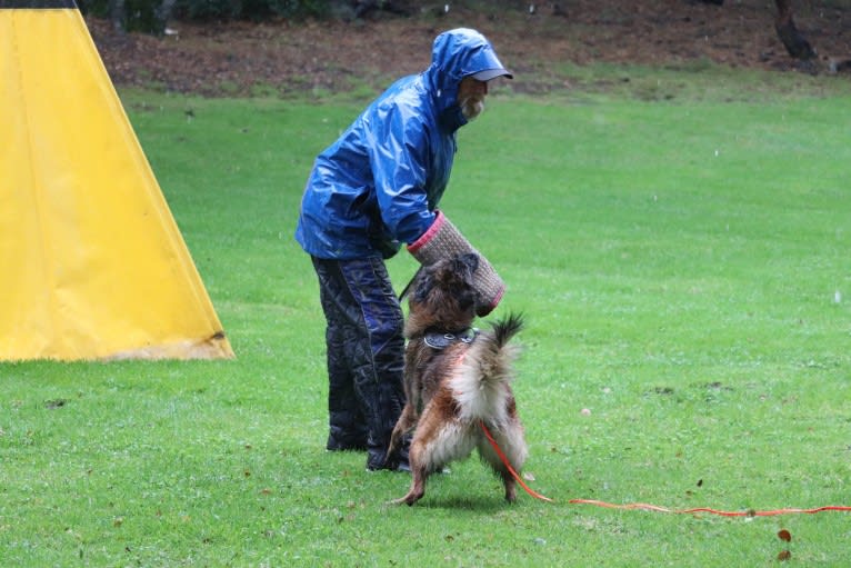 Rush, a Belgian Shepherd tested with EmbarkVet.com