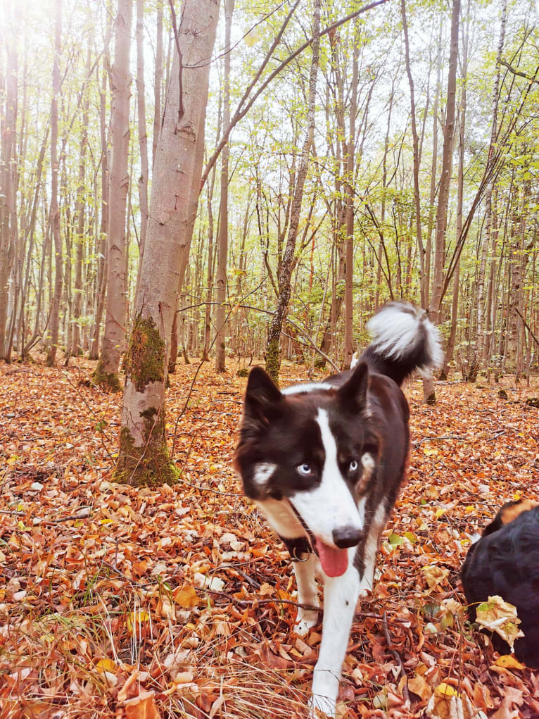 Erkeeni Kuo (Kinjia), a Yakutian Laika tested with EmbarkVet.com