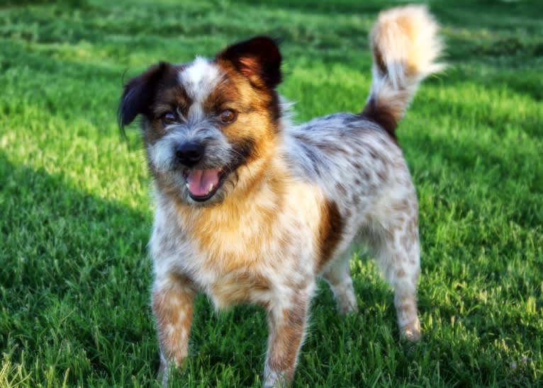 Cooper, a Shih Tzu and Australian Cattle Dog mix tested with EmbarkVet.com