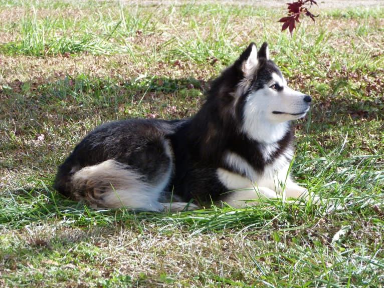 "NEO" NOVEL SIBERIAN'S SLEIGH RIDE, a Siberian Husky tested with EmbarkVet.com