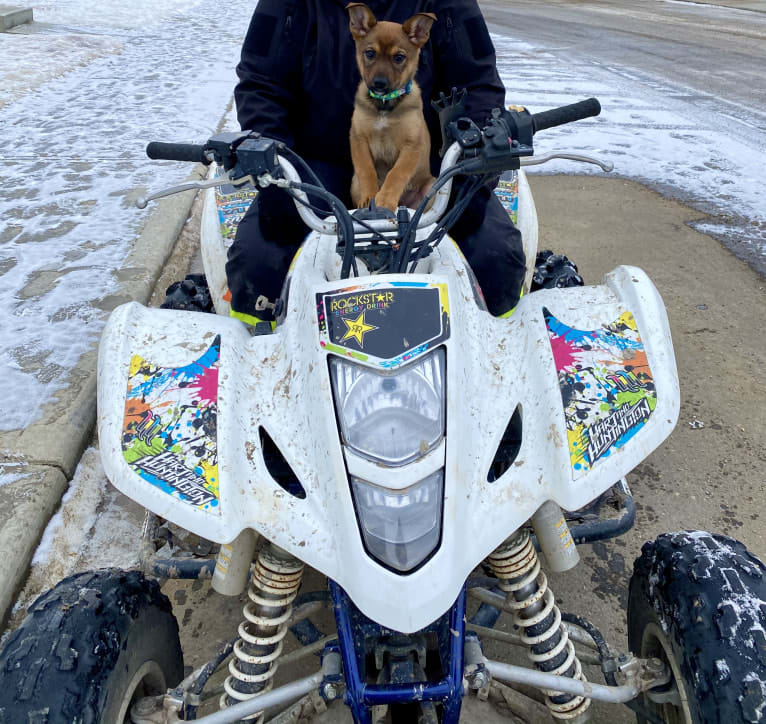 Alemã, a German Shepherd Dog and Australian Cattle Dog mix tested with EmbarkVet.com