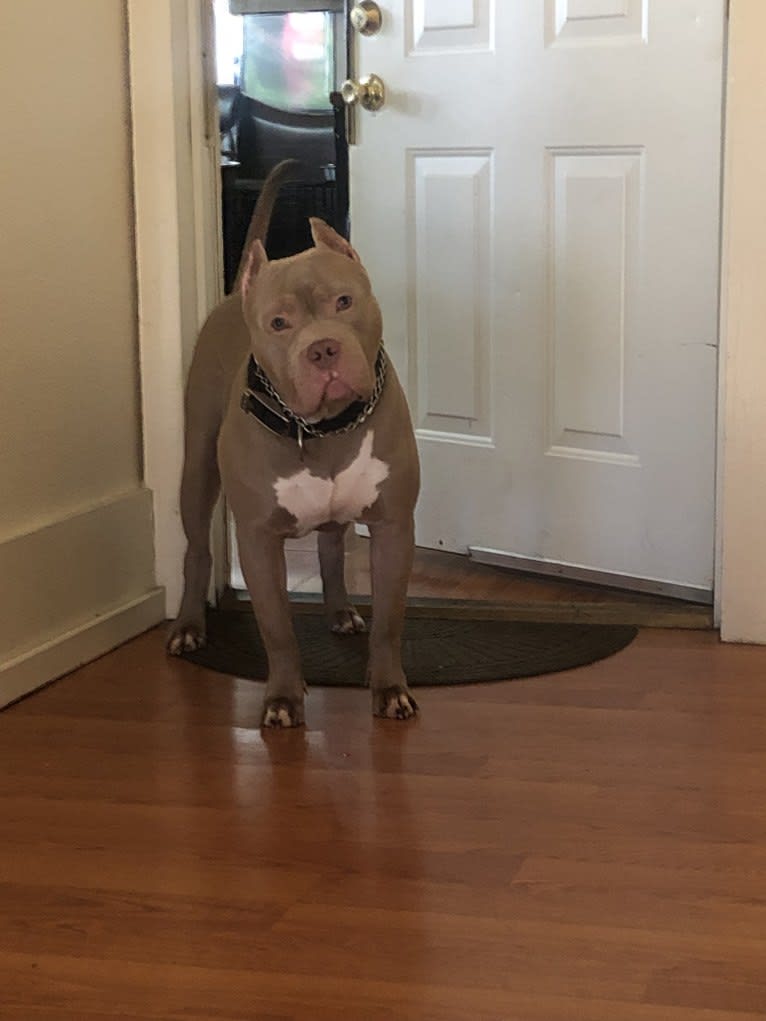 Giannis, an American Bully tested with EmbarkVet.com