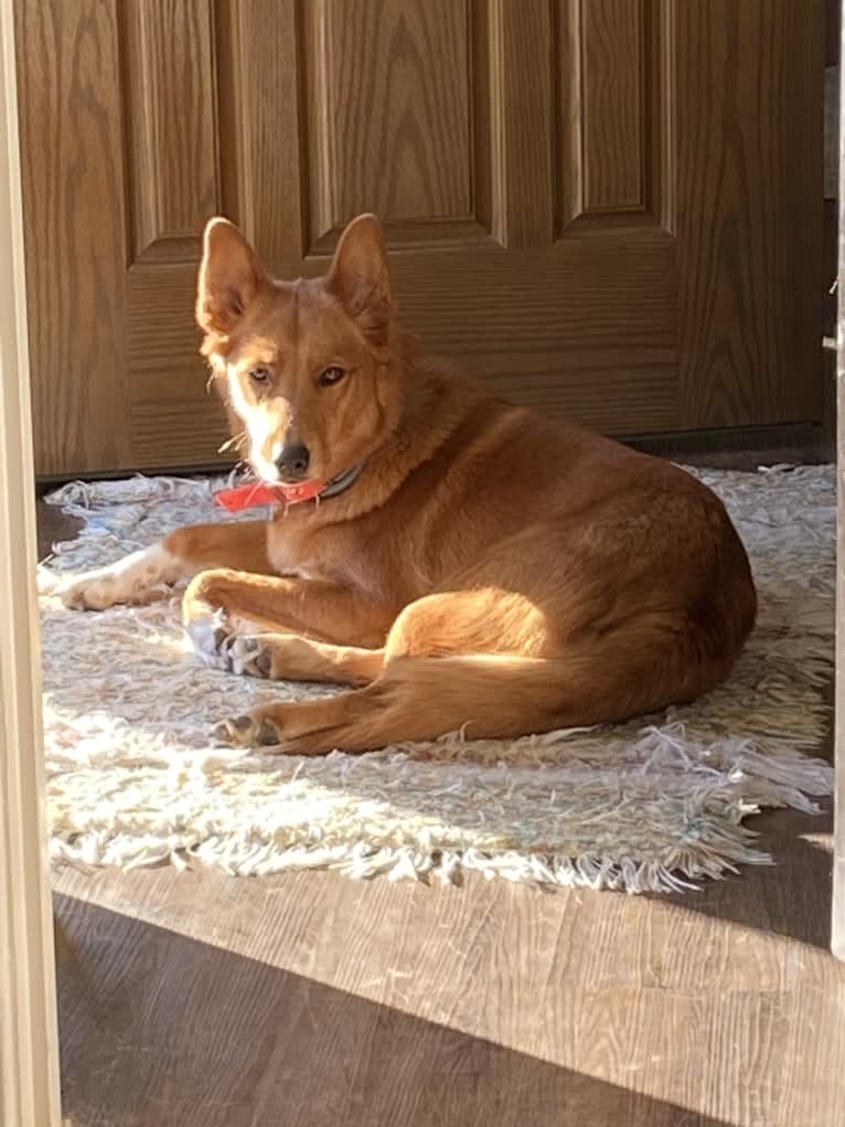 Buddy, a Siberian Husky and Golden Retriever mix tested with EmbarkVet.com